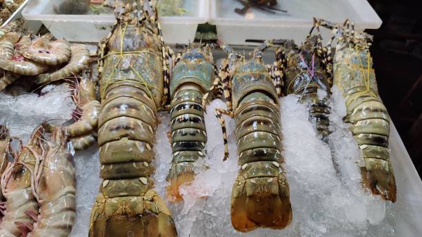 istock Small to large lobsters in ice for sale. 2147614962