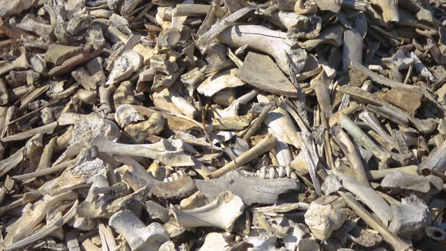 A pile of bones and clay shards at the excavations of the ancient city of Olviya, Ukraine