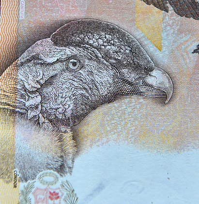 a condor on a bank note