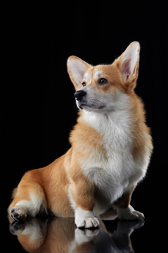 A cheerful Welsh Corgi Pembroke dog attentive ears capture the moment essence with a bright gaze