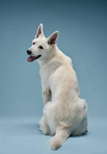 istock A vigilant White Swiss Shepherd dog poses against a cool blue backdrop 2147615235