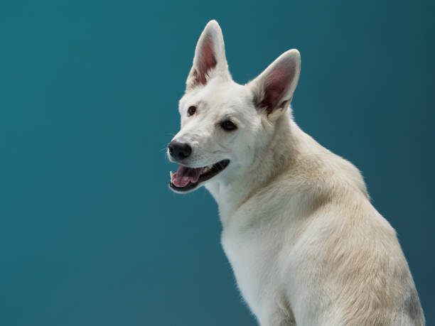 istock A vigilant White Swiss Shepherd dog poses against a cool blue backdrop 2147615238