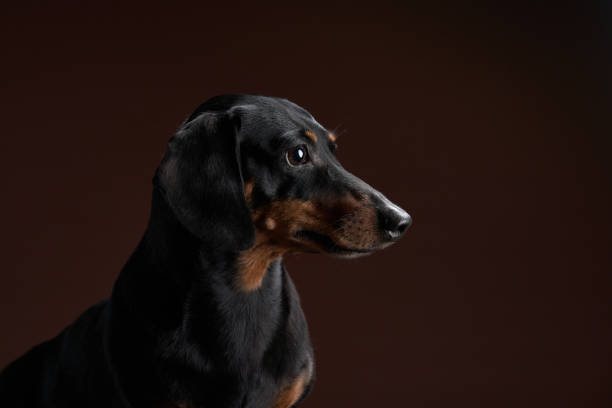 A poised Dachshund dog gazes alertly, its sleek black fur and tan markings highlighted against a muted backdrop. The studio lighting accentuates its attentive eyes and glossy coat