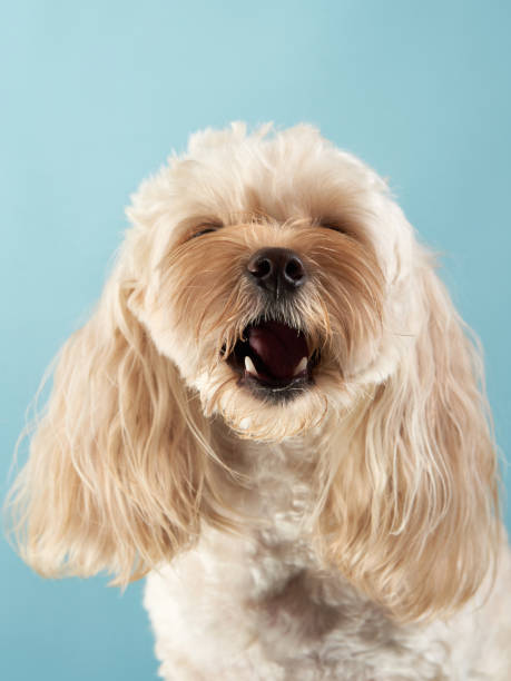 istock A Havanese dog mid-yawn, its wispy beige fur contrasting with a blue background 2147615256