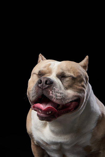 An American Bulldog dog blissfully closes its eyes, exuding pure contentment in a serene studio setting. The image captures a moment of joyful relaxation,