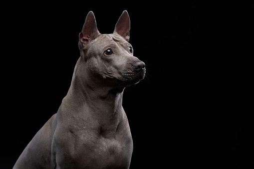 A poised Thai Ridgeback poses, showcasing its athletic build and unique coat against a stark studio backdrop. This elegant canine exudes strength and alertness, captured in a professional portrait