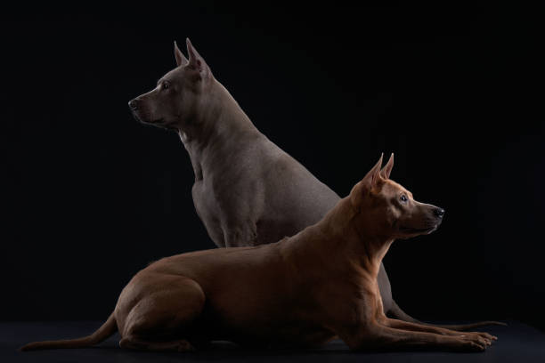 Profile portraits of two Thai Ridgeback dogs, one in silver-blue and the other in copper hue, exhibit a regal stance against a dark backdrop