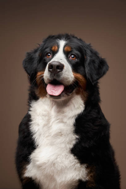istock A charming Bernese Mountain Dog sits against a taupe backdrop 2147615270