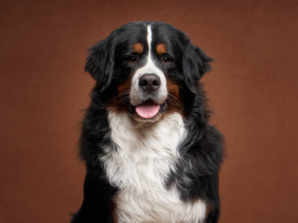 istock A charming Bernese Mountain Dog sits against a taupe backdrop 2147615274