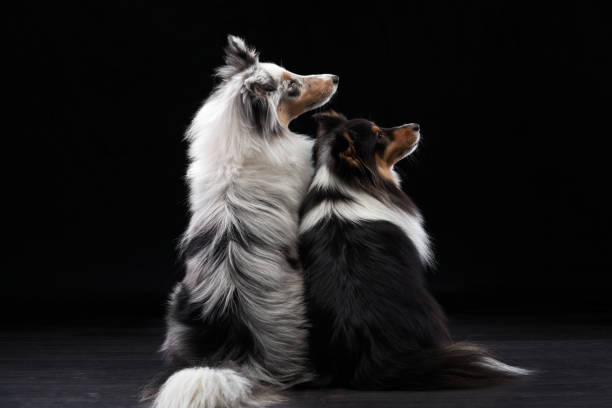 istock A black and white Shetland Sheepdog. Two dogs in studio on black 2147615281