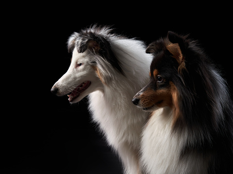 Two dogs A black and white Shetland Sheepdog, captured in a moment of tender embrace against a dark background, showcases the breed's elegant features.