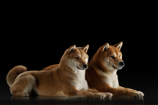 Two serene Shiba Inu exude dogs calm elegance against a dark backdrop, their gazes offering a window into their composed souls