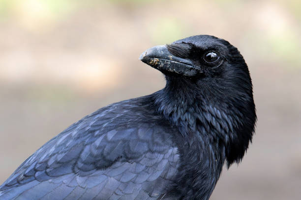 Close up portrait of a Raven