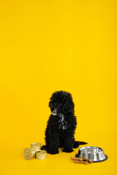 istock Concept of home pet, toy poodle, space for text 2147617438