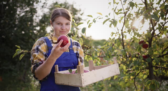 Harvest Time: Young Woman Collecting Fresh Apples in Orchard at Sunset