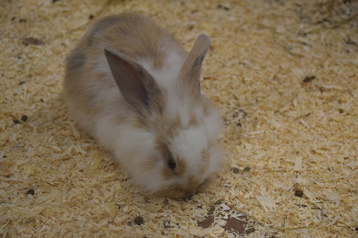 Cute white and brown rabbit in a hutch with a sawdust flooring.