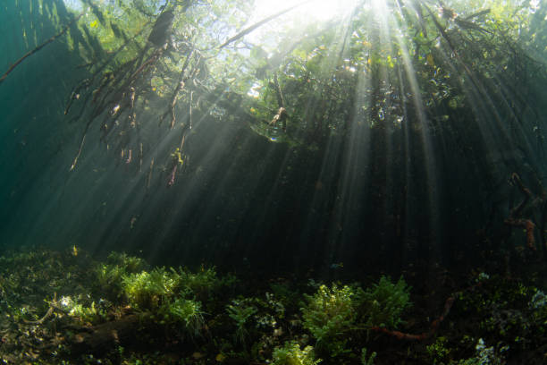 istock Sunlight Underwater at Edge of Mangrove Forest 2147617601
