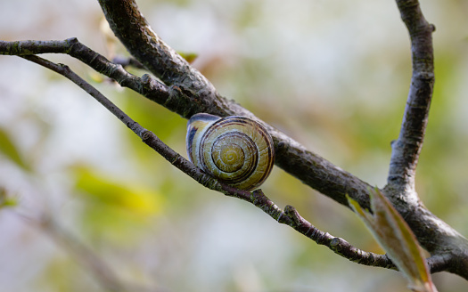 Springtime morning macro close-up of a single banded snail (Cepaea Nemoralis) attached to branches of a blackthorn tree (Prunus Spinosa)