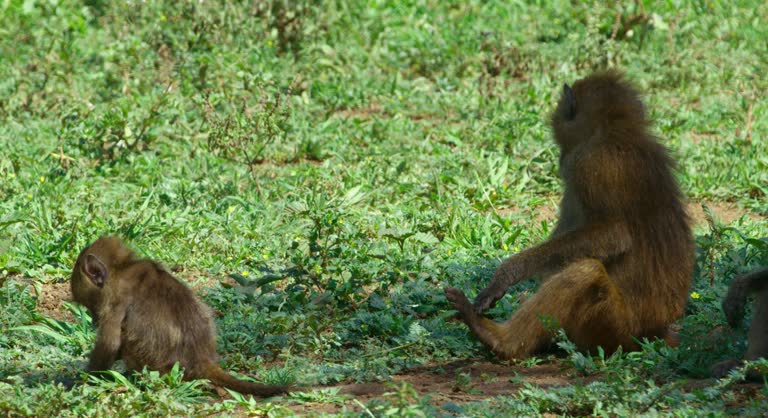 A family of baboon monkeys eating grass in the shadow in Tanzania.