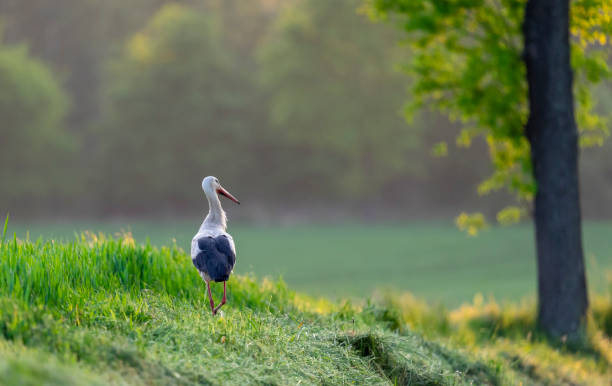 istock A white stork hunts frogs in a meadow 2147618546