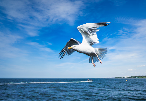 Birds - Seagull in pier - Baltic Sea