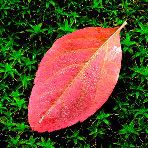 Closeup of red autumn leaf on lush green moss with water drops