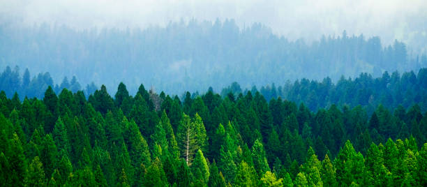 istock Stormy Forest in Mountains Clouds and Fog Weather 2147618791