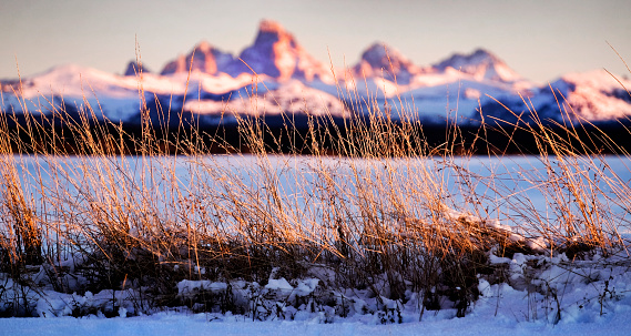 Wild grass or weeds with sunset light on Tetons Teton mountains in background