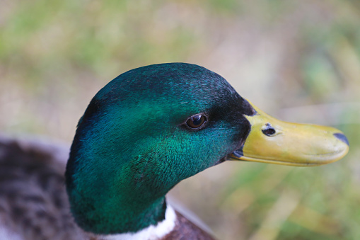 Un canard sur l'eau