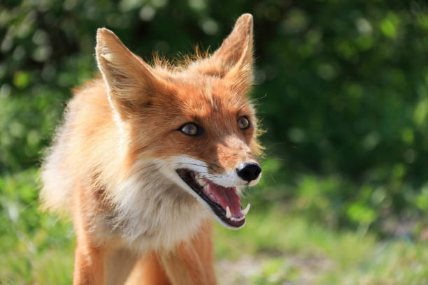 Happy Joyful Sly Red Fox with open Mouth looking forward against Green Foliage background on sunny day. Fox is grinning with sharp fangs.