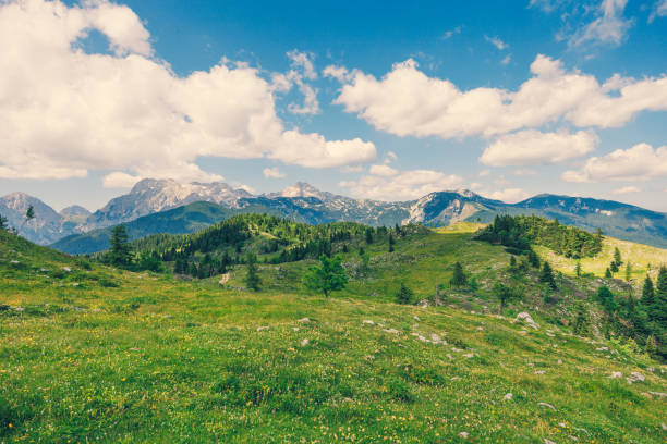 Alpine Meadows, Mountain Valley with Trees, Green Grass and Blue Sky with Clouds. Velika Planina, Slovenia