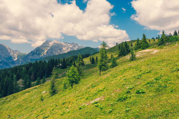 Alpine Meadows, Mountain Valley with Trees, Green Grass and Blue Sky with Clouds. Velika Planina, Slovenia