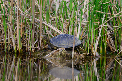 European bog turtle Emys orbicularis.. A turtle is resting on a reed.