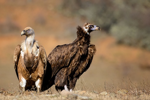griffon vulture Gyps fulvus, and Cinereous vulture Aegypius monachus.