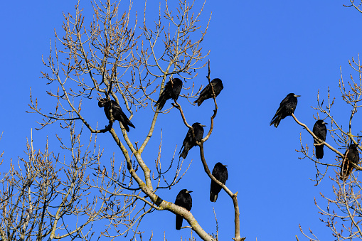 Rook corvus frugilegus in the wild. Birds are resting sitting on a tree branch.