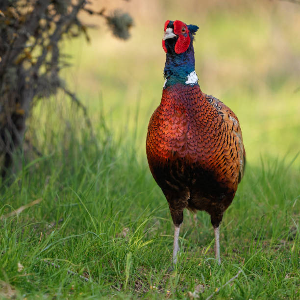 istock Ringneck Pheasant, Phasianus colchicus in the habitat 2147621516