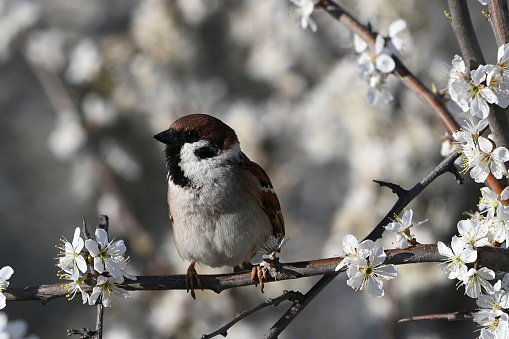 Eurasian tree sparrow, Passer montanus in the wild. Songbird. A bird sitting on a flowering tree. Close up.