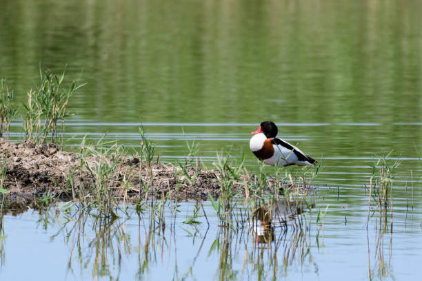 shelduck tadorna tadorna male in the habitat - shelduck anseriformes duck goose zdjęcia i obrazy z banku zdjęć