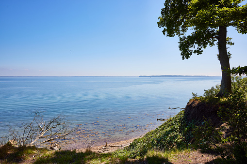 Picturesque view of trees and plants growing at beach by beautiful calm seascape against clear blue sky during summer at Denmark