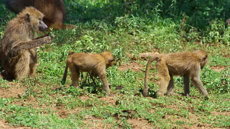 baboon monkeys picking grass and eating it in Tanzania.