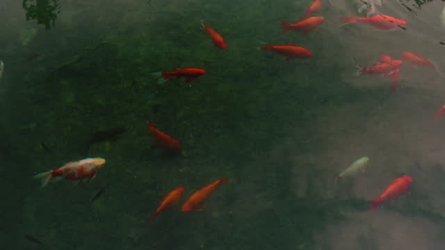 A group of fish swimming in a pond