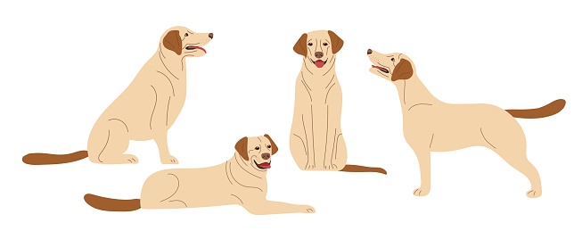 Dogs. Dog is in different positions, standing, lying, sitting. Labrador Retriever. Adult dogs. Thoroughbred dogs. Light-colored short-haired dog. Flat vector pet animals isolated on white background.