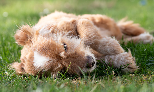 A small, brown, long-haired dog lies relaxed on a green meadow. The sun is shining from above. The dog is resting.