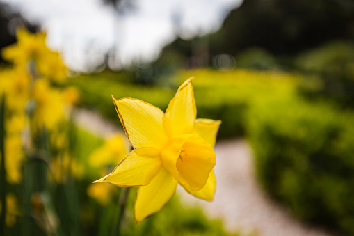 Close up of lovely fresh spring narcissus at blur park background