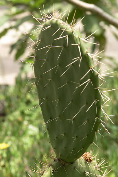 istock nopales or cacti in their environment, Mexican nopal 2147625300