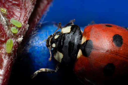 Bug with orange body and black dots in macro. Bug like ladybug on lens