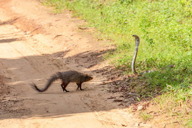 istock mongoose fights with an aggressive cobra in the wild 2147625576