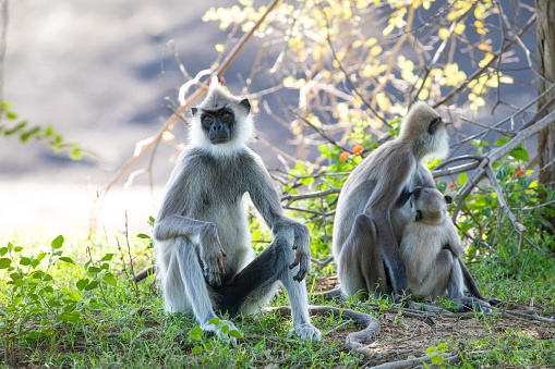 Small group of black faced grey langur monkeys in Yala National Park, Sri Lanka sitting nearby. family with baby beautiful light gray monkeys