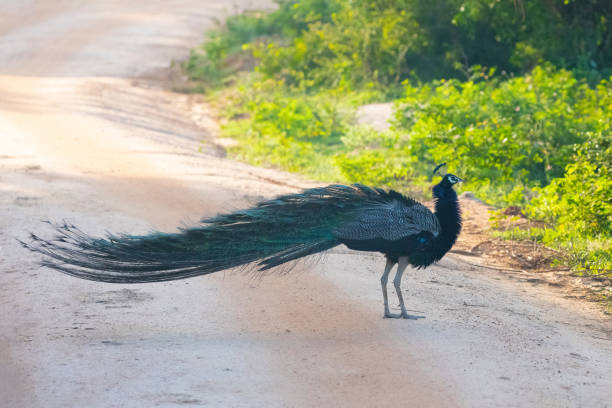 istock Portrait of beautiful peacock with feathers out 2147625621