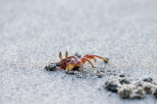 A painted ghost crab, Ocypode gaudichaudii, on the burrow on a sandy beach in Costa Rica.